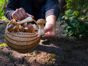 Polacy wyruszają na poszukiwanie grzybów - popularne gatunki zbierane w naszym kraju