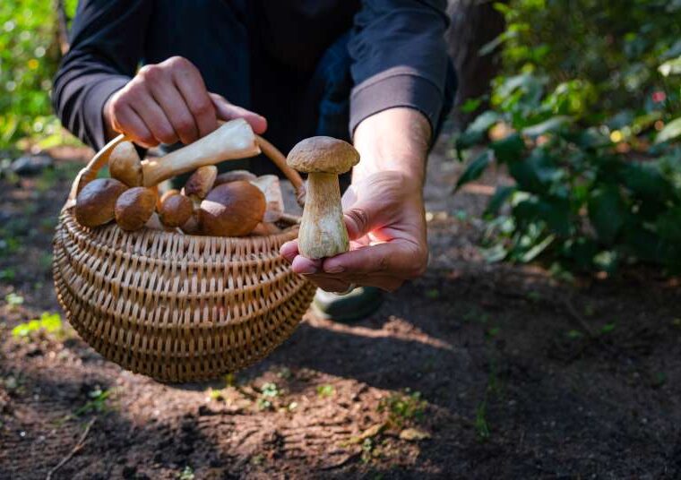 Polacy wyruszają na poszukiwanie grzybów - popularne gatunki zbierane w naszym kraju