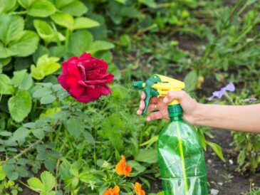 Jak uprawiać i gdzie posadzić najpiękniejsze odmiany róż na pniu - poradnik dla miłośników ogrodów