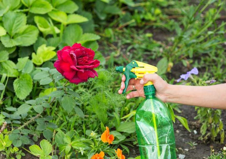 Jak uprawiać i gdzie posadzić najpiękniejsze odmiany róż na pniu - poradnik dla miłośników ogrodów