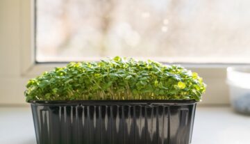 Uprawa golterii – idealna roślina do wrzosowisk i doniczek