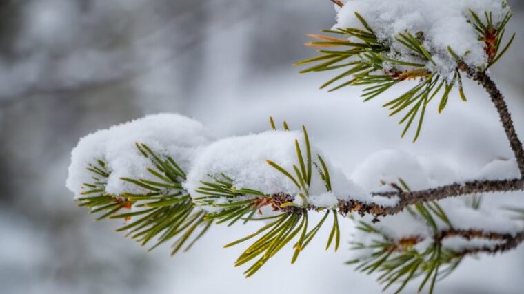 Rośliny ozdoby zimowe - jakie gatunki drzew i krzewów kwitną zimą w ogrodach?