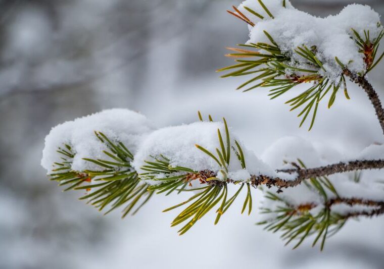 Rośliny ozdoby zimowe - jakie gatunki drzew i krzewów kwitną zimą w ogrodach?