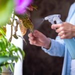 Jak chronić rośliny w ogrodzie przed mrozem? Metody zabezpieczenia przed niską temperaturą