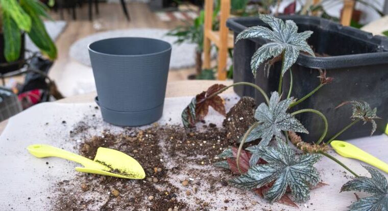 Jak chronić rośliny w ogrodzie przed mrozem? Metody zabezpieczenia przed niską temperaturą