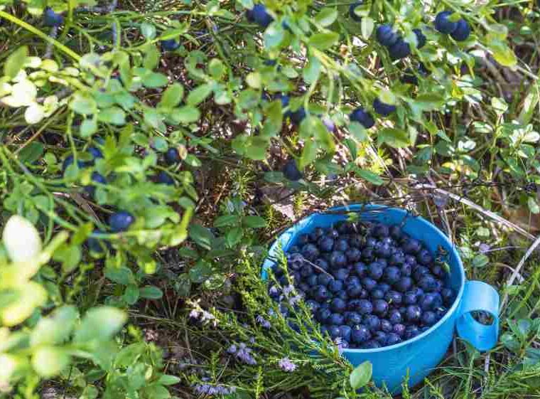 Ogrody pełne smakowitych owoców: porzeczki, agrest, maliny, borówki i jeżyny